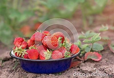 Fresh ripe organic strawberry in blue bowl next to strawberries bed on pick your home garden Stock Photo