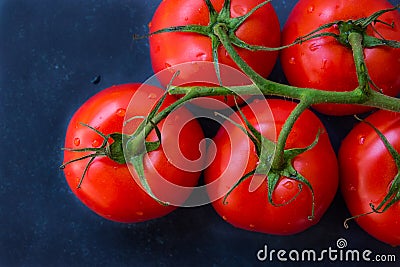 Fresh ripe organic tomatoes on a vine on dark blue background, styled food photography, copyspace, top view Stock Photo