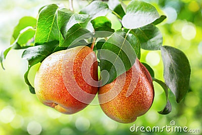 Fresh ripe pears on a tree in a garden Stock Photo