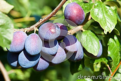 Fresh ripe plums Stock Photo