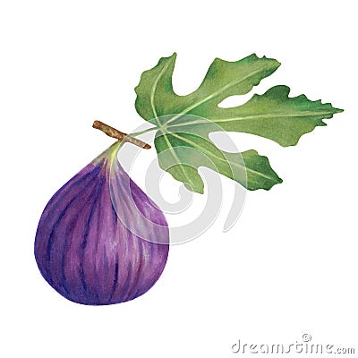 Fresh ripe purple figs with leaves.Illustration drawn with markers.Figs for food packaging Stock Photo