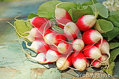 Fresh ripe radish closeup Stock Photo