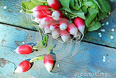 Fresh ripe radish closeup Stock Photo