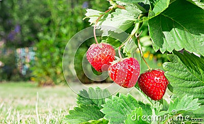 Fresh ripe red strawberry. Bush grow in the garden. Stock Photo
