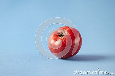 Fresh ripe red tomato on blue background, studio shot, empty space for layout. Healthy vegetarian concept, vegetables and fruits. Stock Photo