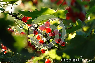 Fresh ripe redcurrants on a bush in the garden on a sunny morning, closeup. Red currants glowing in the backlight of the sun Stock Photo