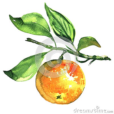 Fresh ripe tangerine, mandarin, on a branch isolated, watercolor illustration Cartoon Illustration