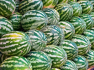 Fresh ripe watermelons in a market. Stock Photo