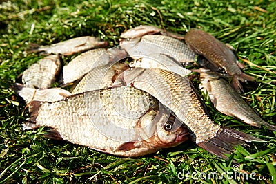 Fresh river fish on grass Stock Photo