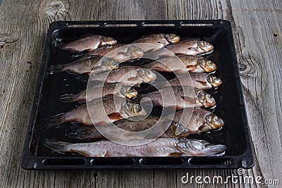 Fresh river fish Stock Photo