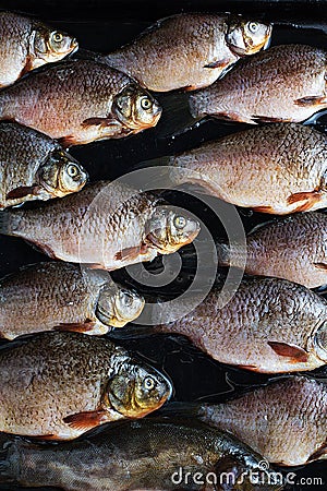 Fresh river fish Stock Photo