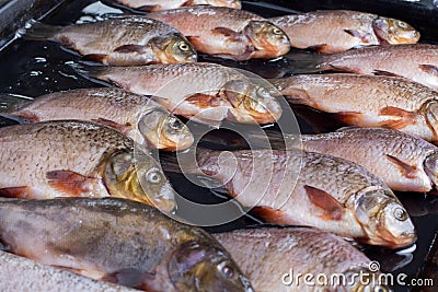 Fresh river fish Stock Photo