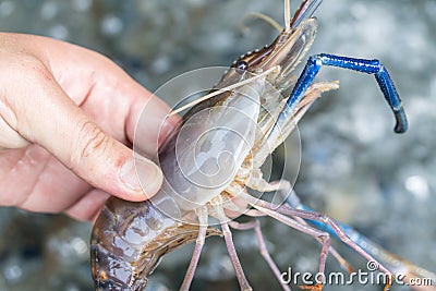 Fresh river prawns Stock Photo