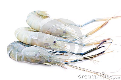 Fresh River Shrimp. Stock Photo