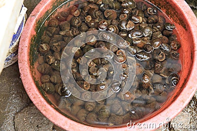 Fresh river snail selling Stock Photo