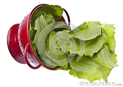 Fresh Romaine Lettuce Stock Photo