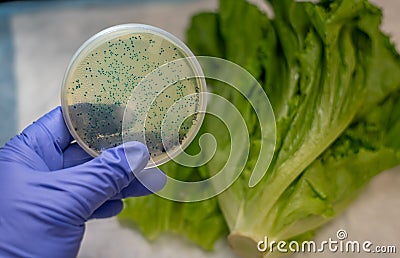 Fresh Romaine lettuce with E coli culture plate Stock Photo