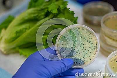 Fresh Romaine lettuce with E coli culture plate Stock Photo