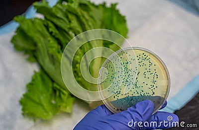 Fresh Romaine lettuce with E coli culture plate Stock Photo