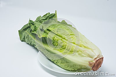 Fresh Romaine lettuce Stock Photo