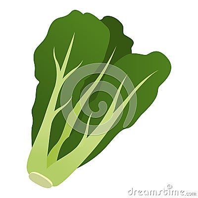 Fresh romaine lettuce head isolated Vector Illustration