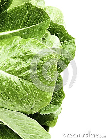 Fresh Romaine Lettuce Leafs Stock Photo