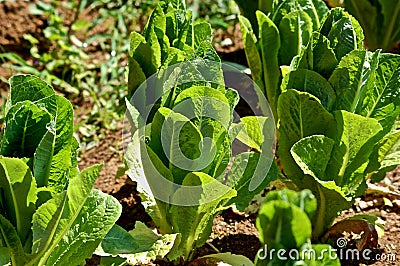 Fresh Romaine Lettuce Stock Photo