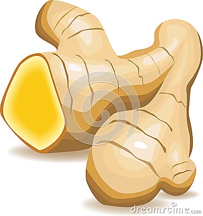 Fresh root of ginger. Vector realistic illustration isolated Vector Illustration