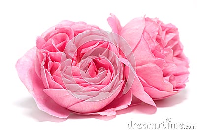 Fresh rose Stock Photo