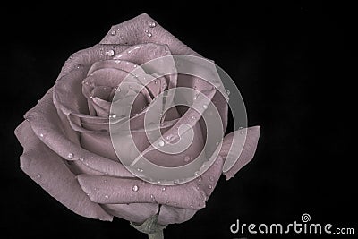 Fresh rose with a color wash processing Stock Photo