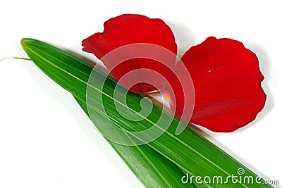 Fresh rose petals Stock Photo