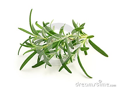 Fresh rosemary Stock Photo