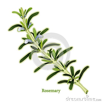 Fresh Rosemary Herb Vector Illustration