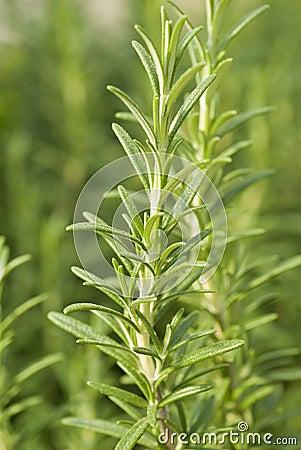 Fresh rosemary Herb Stock Photo