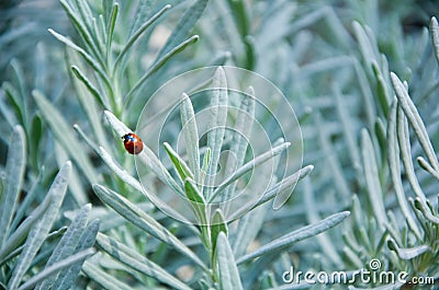 Fresh rosemary herb close up full background Stock Photo