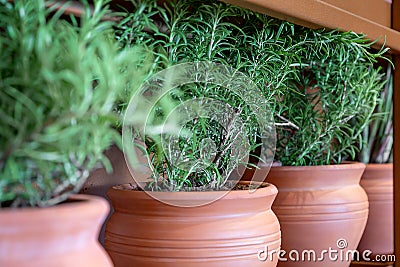 Fresh rosemary plants growing in the clay pots at home, cooking ingredient, aromatic seasoning Stock Photo