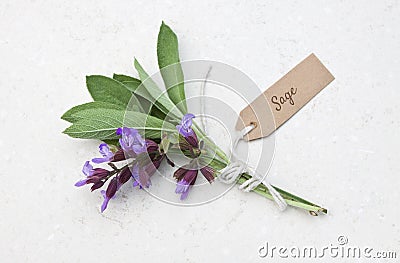 Fresh sage herb Stock Photo