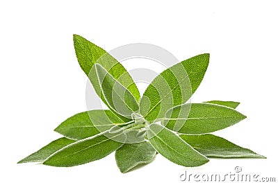 Fresh sage Stock Photo