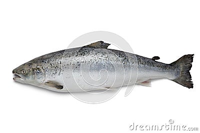 Fresh salmon fish Stock Photo