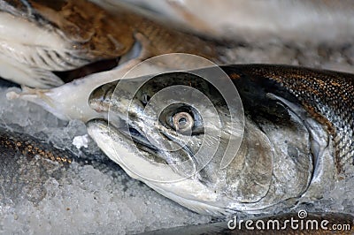 Fresh salmon on ice Stock Photo