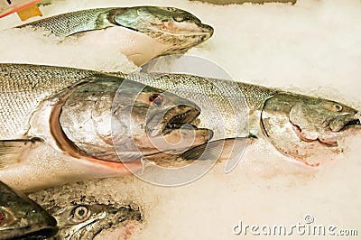 Fresh salmon on ice Stock Photo