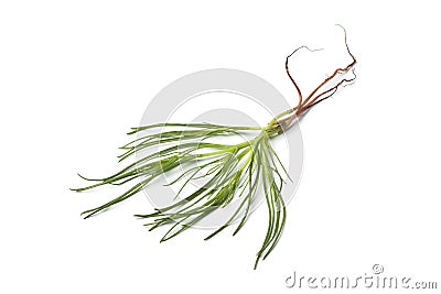 Fresh Saltwort Stock Photo