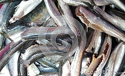 Fresh sardines fish Stock Photo