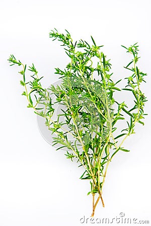 Fresh savory bunch Stock Photo