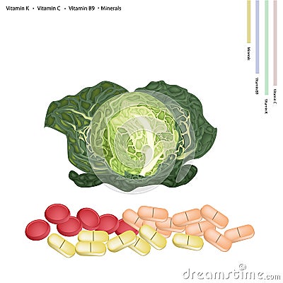 Fresh Savoy Cabbage with Vitamin K, C and B9 Vector Illustration