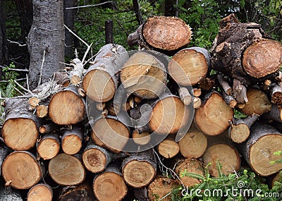 fresh sawed firewood piled up Stock Photo