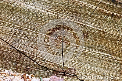 Fresh sawed wood in a close up view. Detailed texture of annual rings in a wooden surface Stock Photo