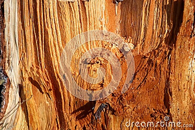 Fresh sawed wood in a close up view. Detailed texture of annual rings in a wooden surface Stock Photo