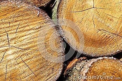 Fresh sawed wood in a close up view. Detailed texture of annual rings in a wooden surface Stock Photo