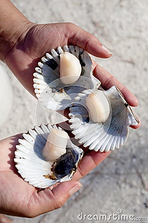 Fresh Scallops Stock Photo